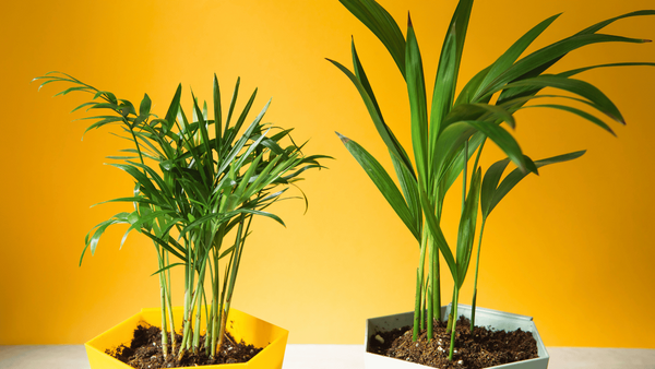 Grow Like a Pro: The Best Indoor Grow Lights to Grow Bigger, Greener Plants